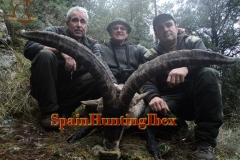 spain hunting ibex