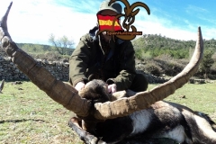 ibex hunting in spain