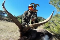 spain hunting ibex