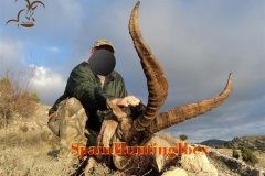 spain hunting ibex