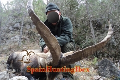 spain hunting ibex