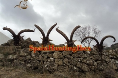 spain hunting ibex