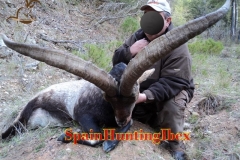 spain hunting ibex