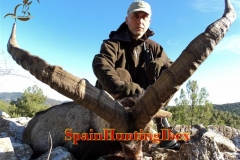 spain hunting ibex