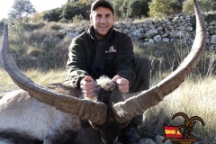 beceite ibex