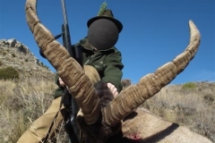 spain hunting ibex