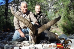 beceite ibex