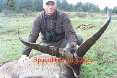 ibex hunt spain