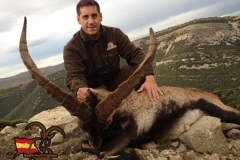 spain hunting ibex