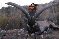 ibex hunt spain