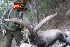 ibex hunt spain