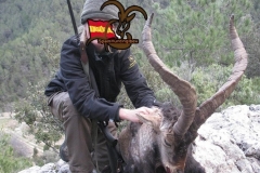 spain hunting ibex