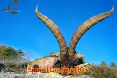 spain hunting ibex