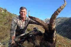 gredos-ibex