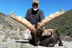 gredos-ibex1