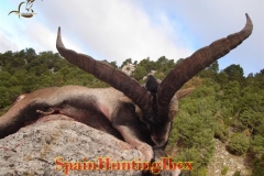 ibex grand slam