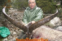 spain hunting ibex