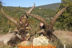 spain hunting ibex